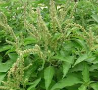 11 Health Benefits of scent Leaves